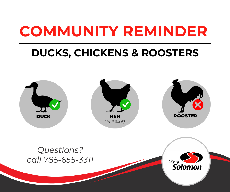 ducks, chickens and roosters guidelines header